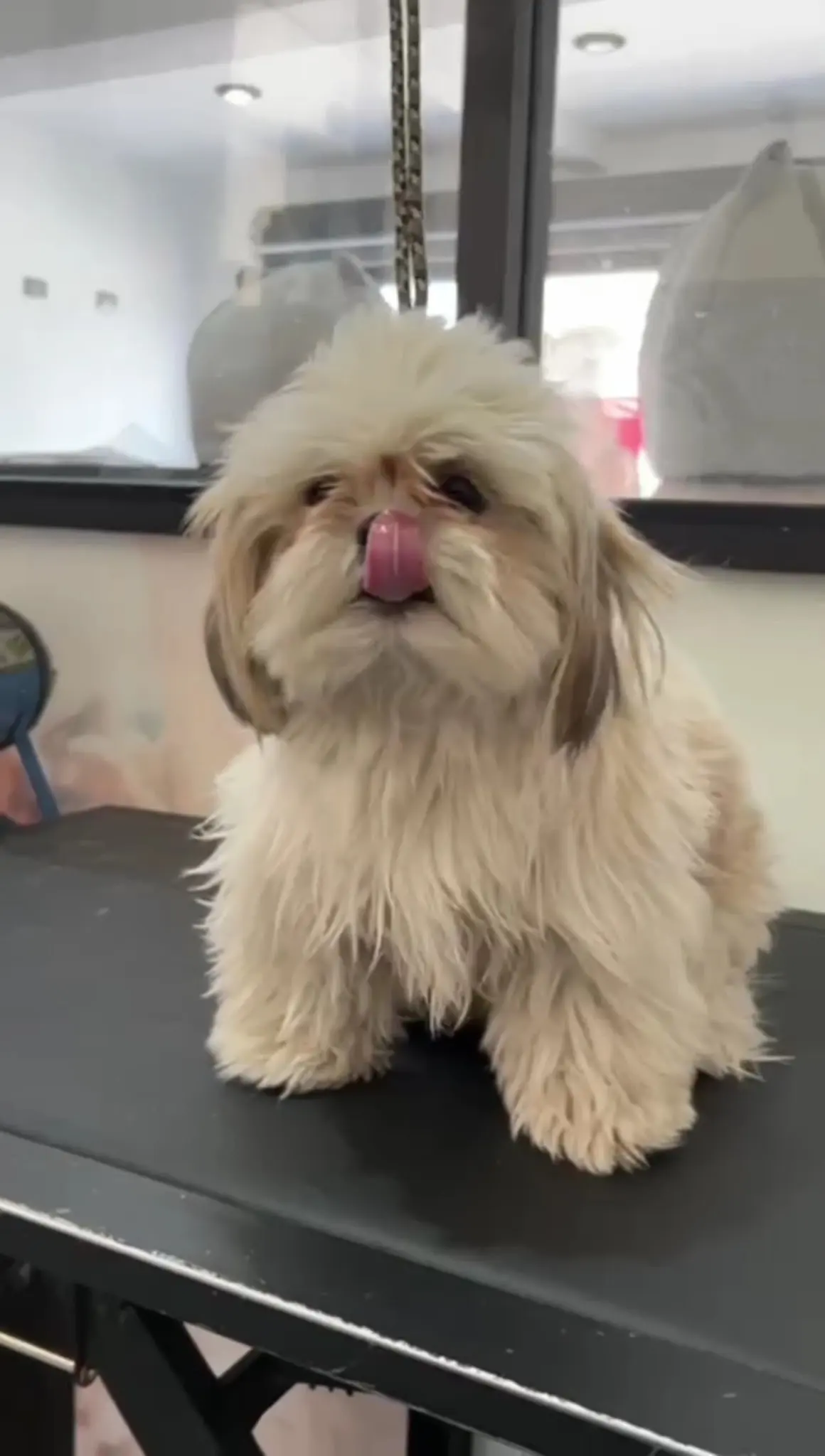 Ohana Pets MX - Estética canina en Cuautitlán Izcalli — foto 2 de 3