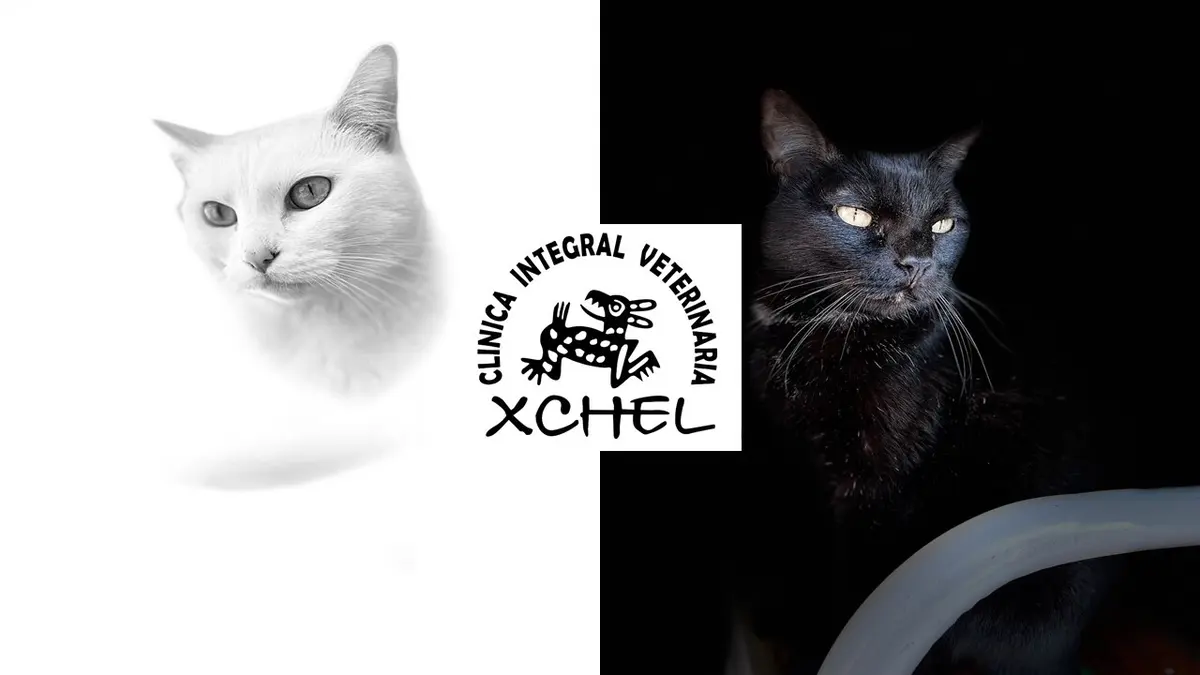Clinica Integral Veterinaria Xchel