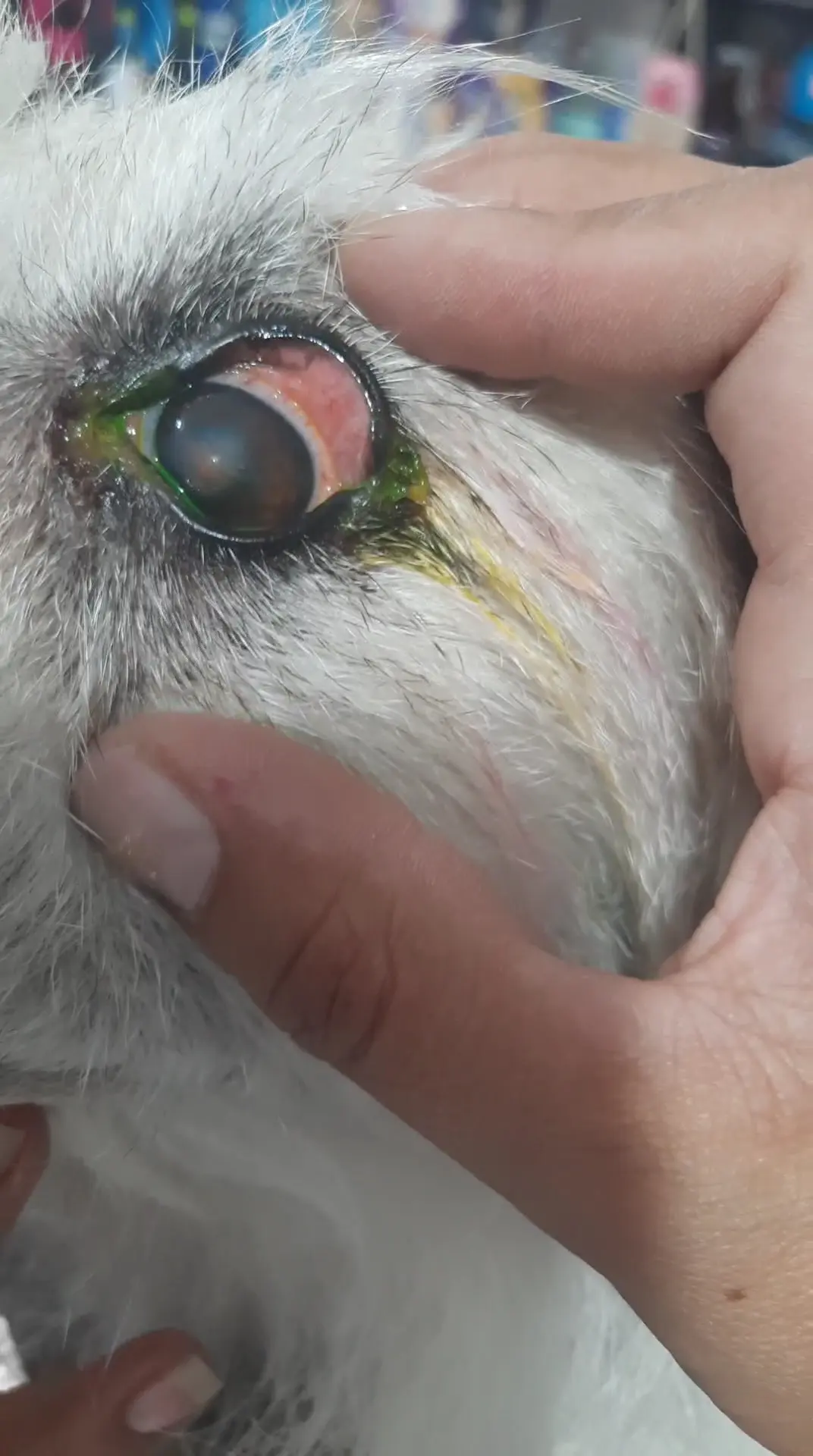 Clínica Veterinaria Alebrijes — foto 2 de 3