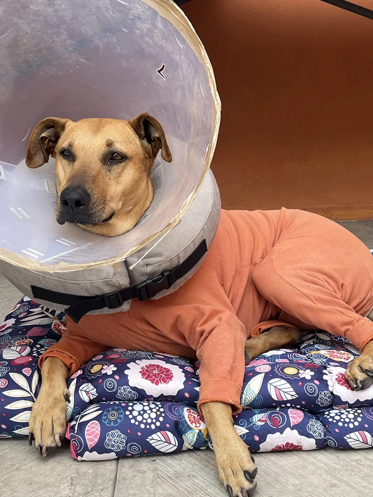 Hospital Veterinario Roms — foto 2 de 3