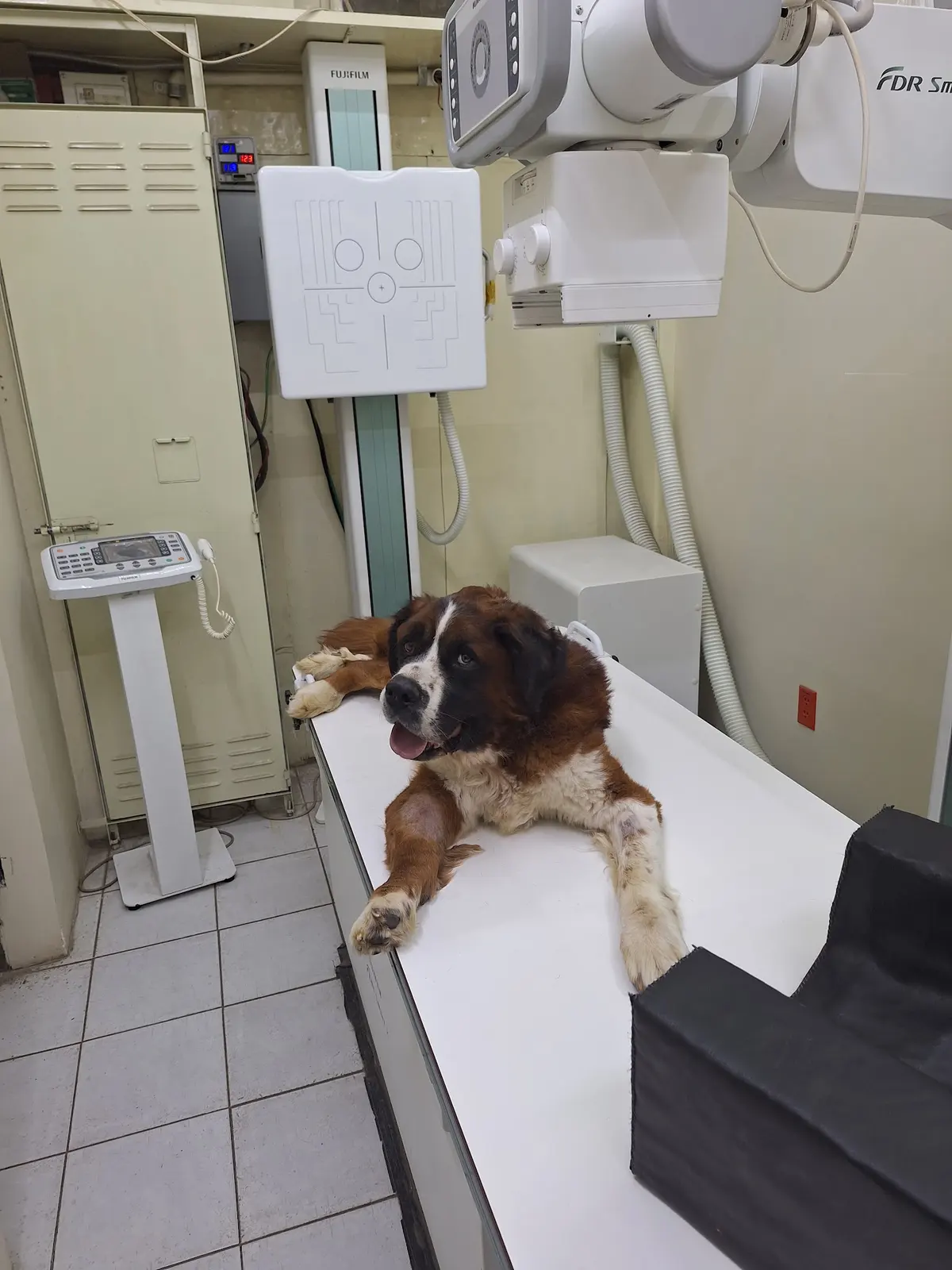 Laboratorio Divet (Diagnóstico Integral Veterinario) — foto 4 de 4