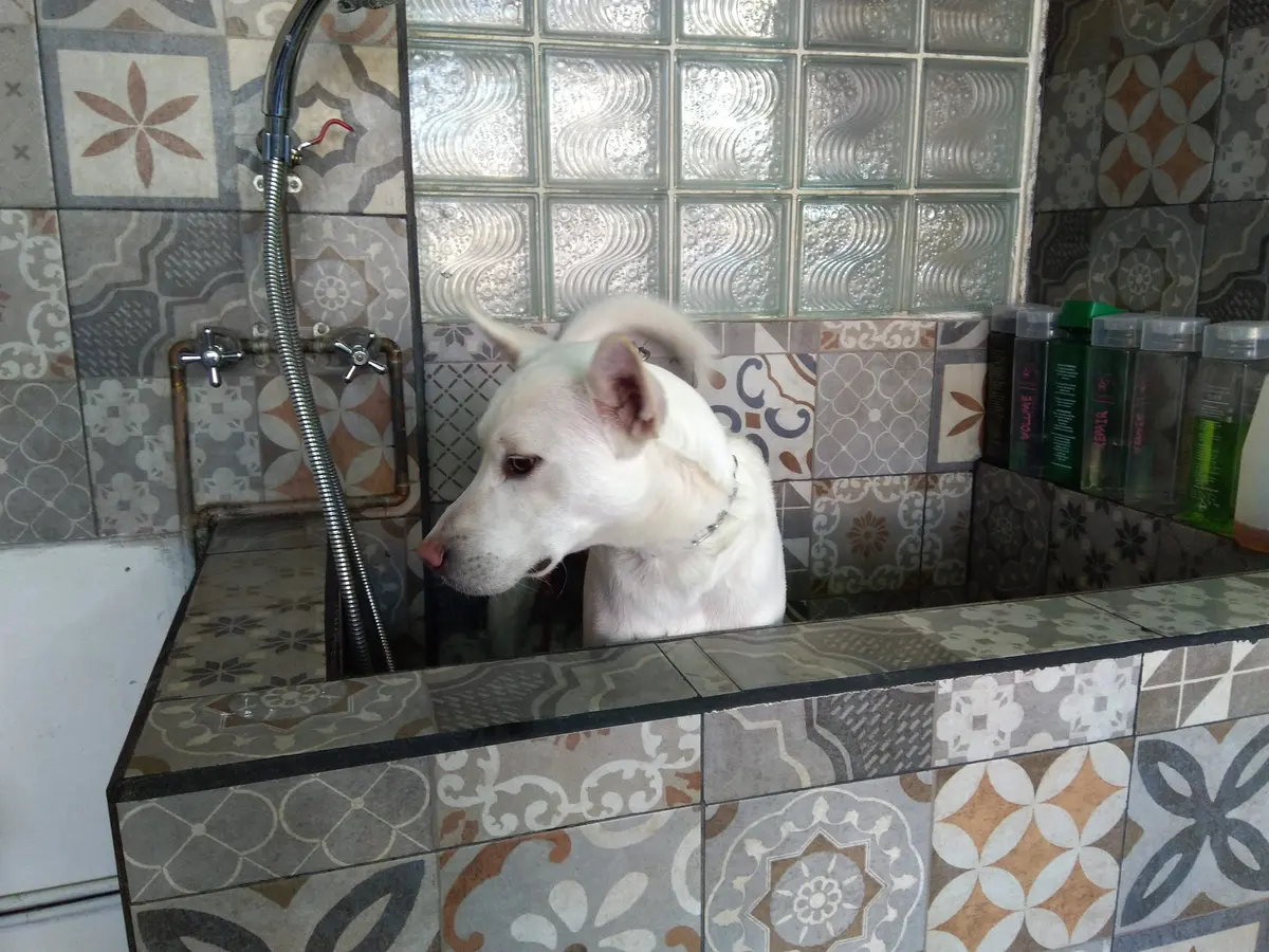 Mechitas — foto 2 de 3