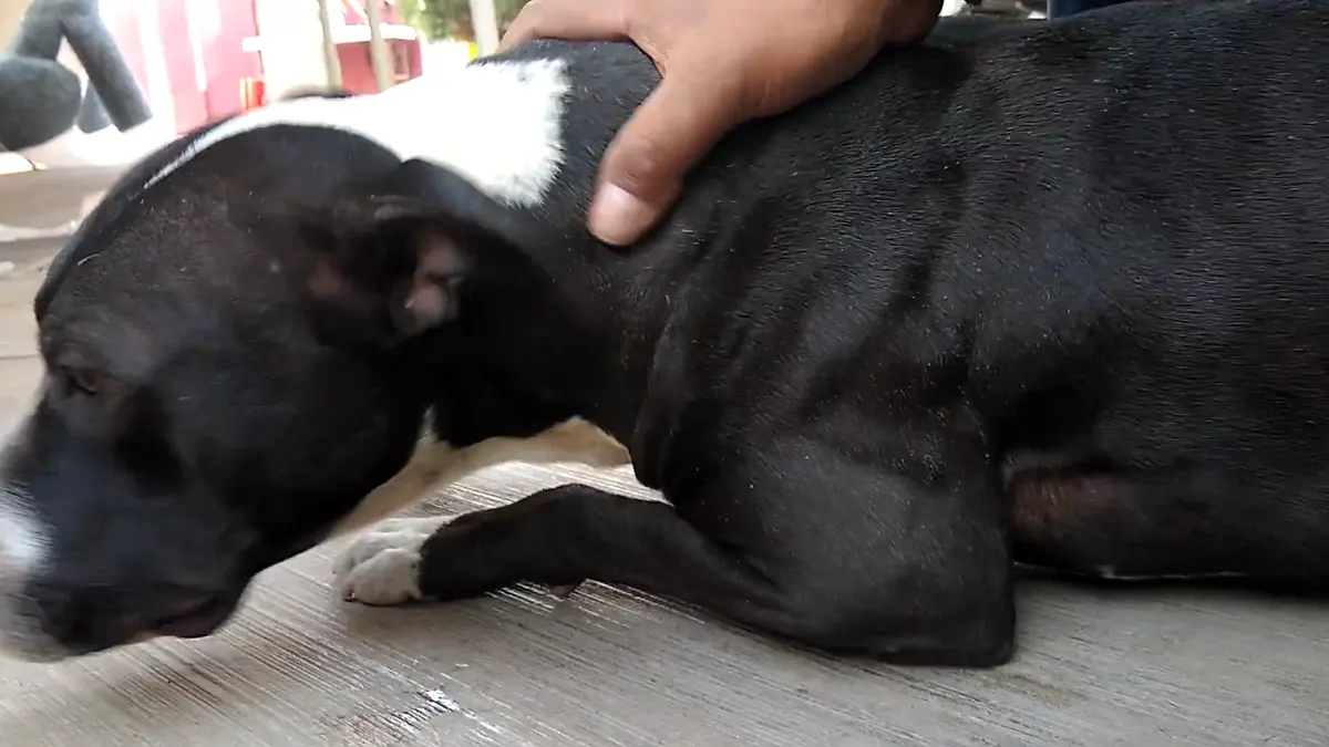 CENTRO DE ATENCION CANINA y FELINA DE ECATEPEC — foto 2 de 3