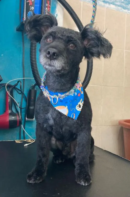 Centro veterinario Cat - Dog and friends — foto 3 de 3
