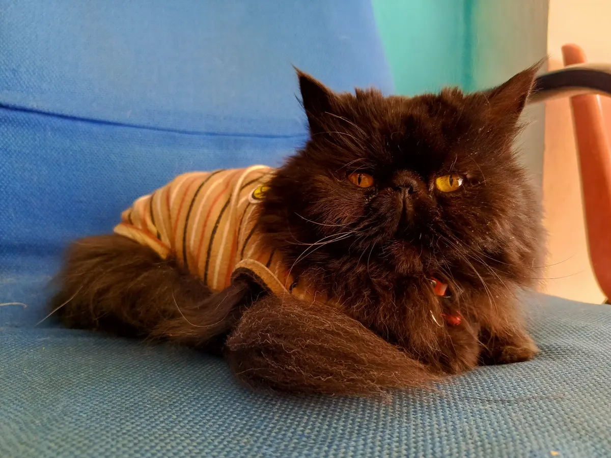 Centro veterinario Cat - Dog and friends