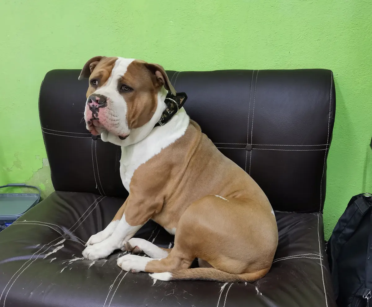 Centro Veterinario Coatitla