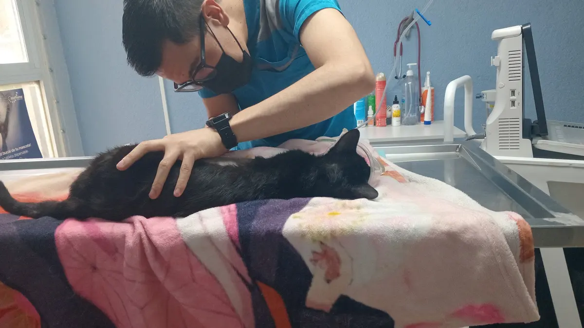 Clínica Integral para Mascotas