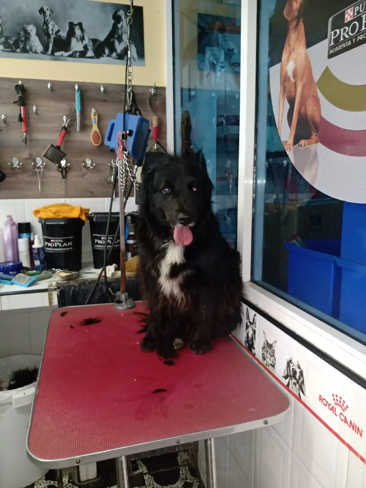 Clinica veterinaria el pollito