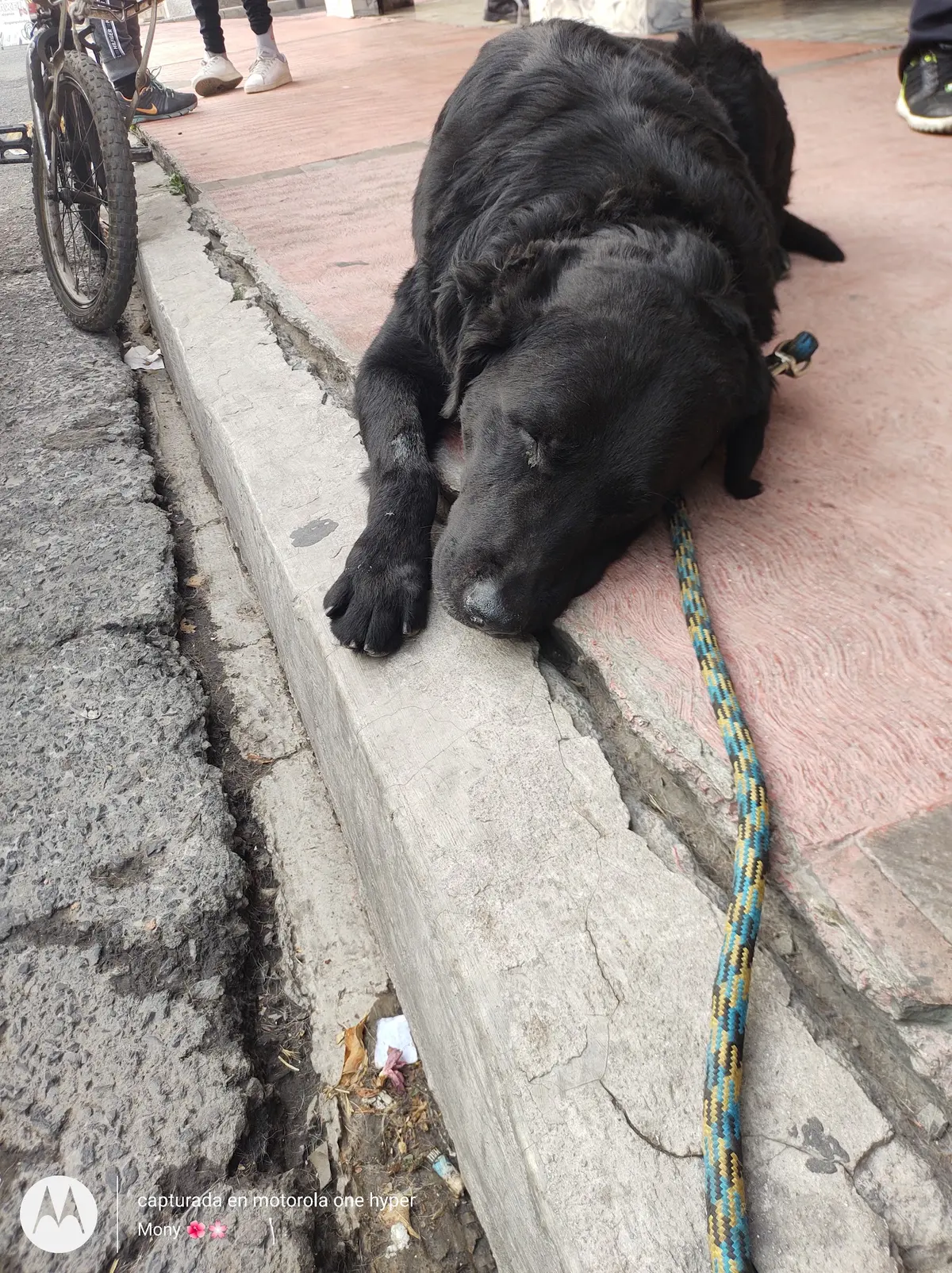 Clínica veterinaria