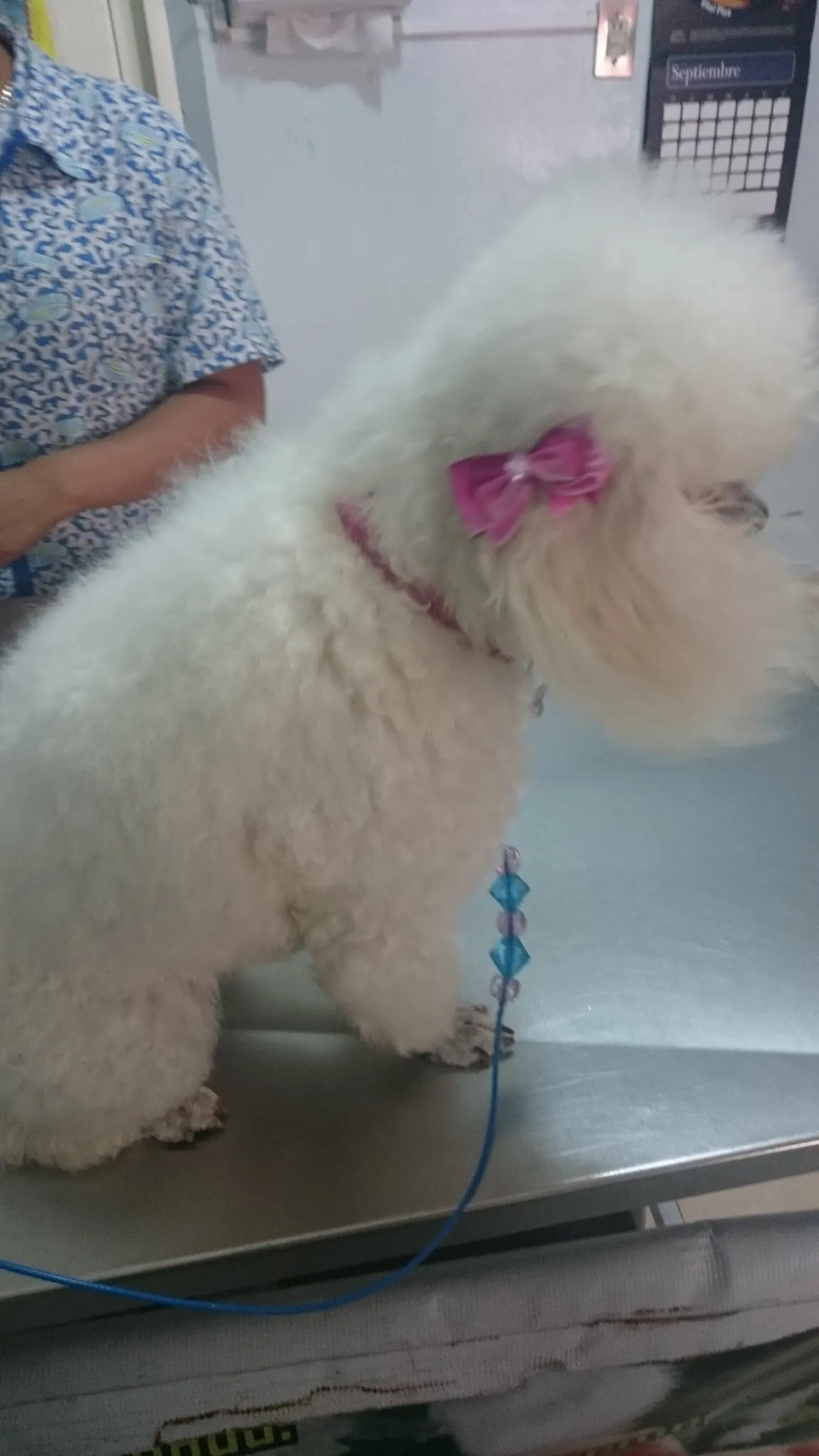 Veterinaria Clinivet — foto 3 de 3