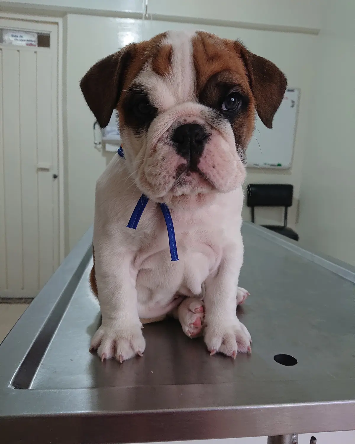 Veterinaria Clinivet — foto 2 de 3