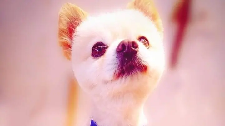 Veterinaria Mascotas Ecatepec