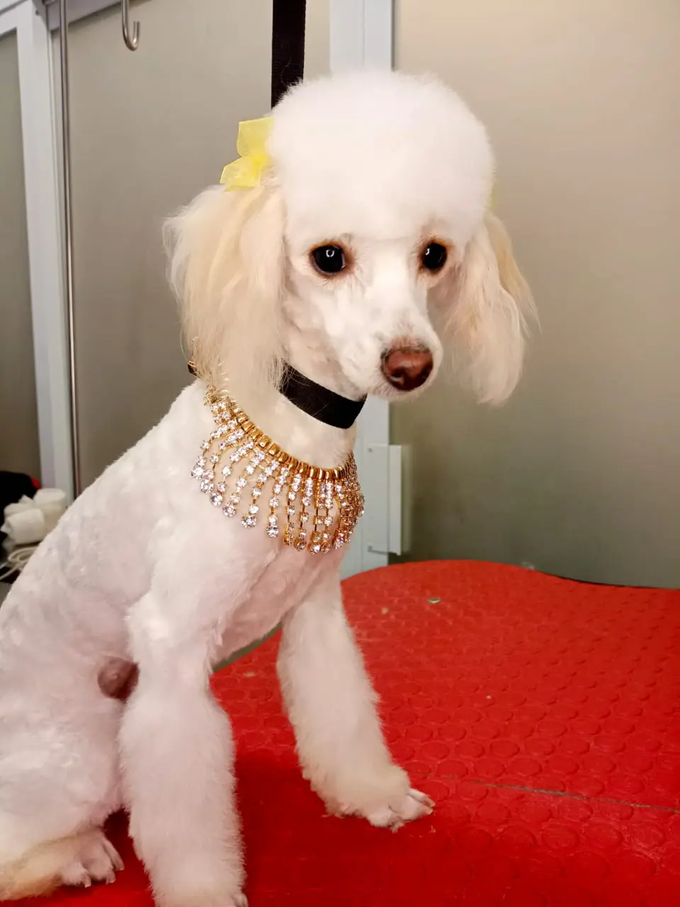 Veterinaria y Estética Canina Dr Jaramillo