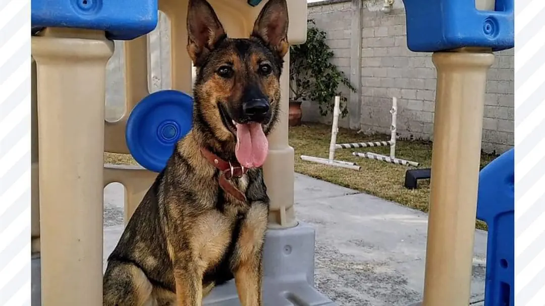 Centro Integral Canino