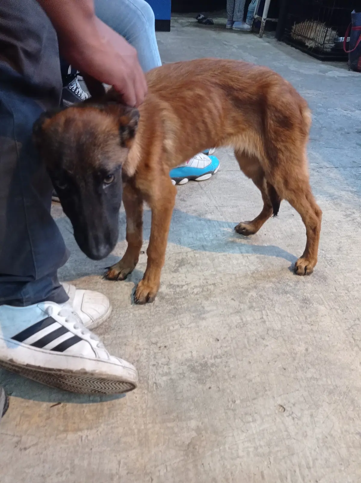 Centro Veterinario PATITAS PELUDAS