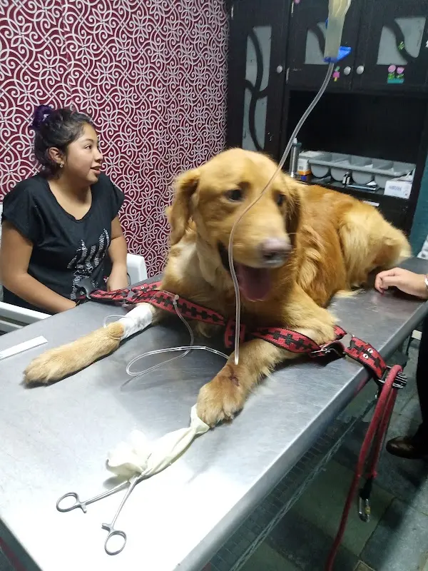 Veterinaria Animal Biomedic urgencias 24hrs