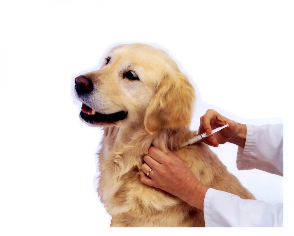 Veterinaria Doggy & Pet Los Heroes Ixtapaluca