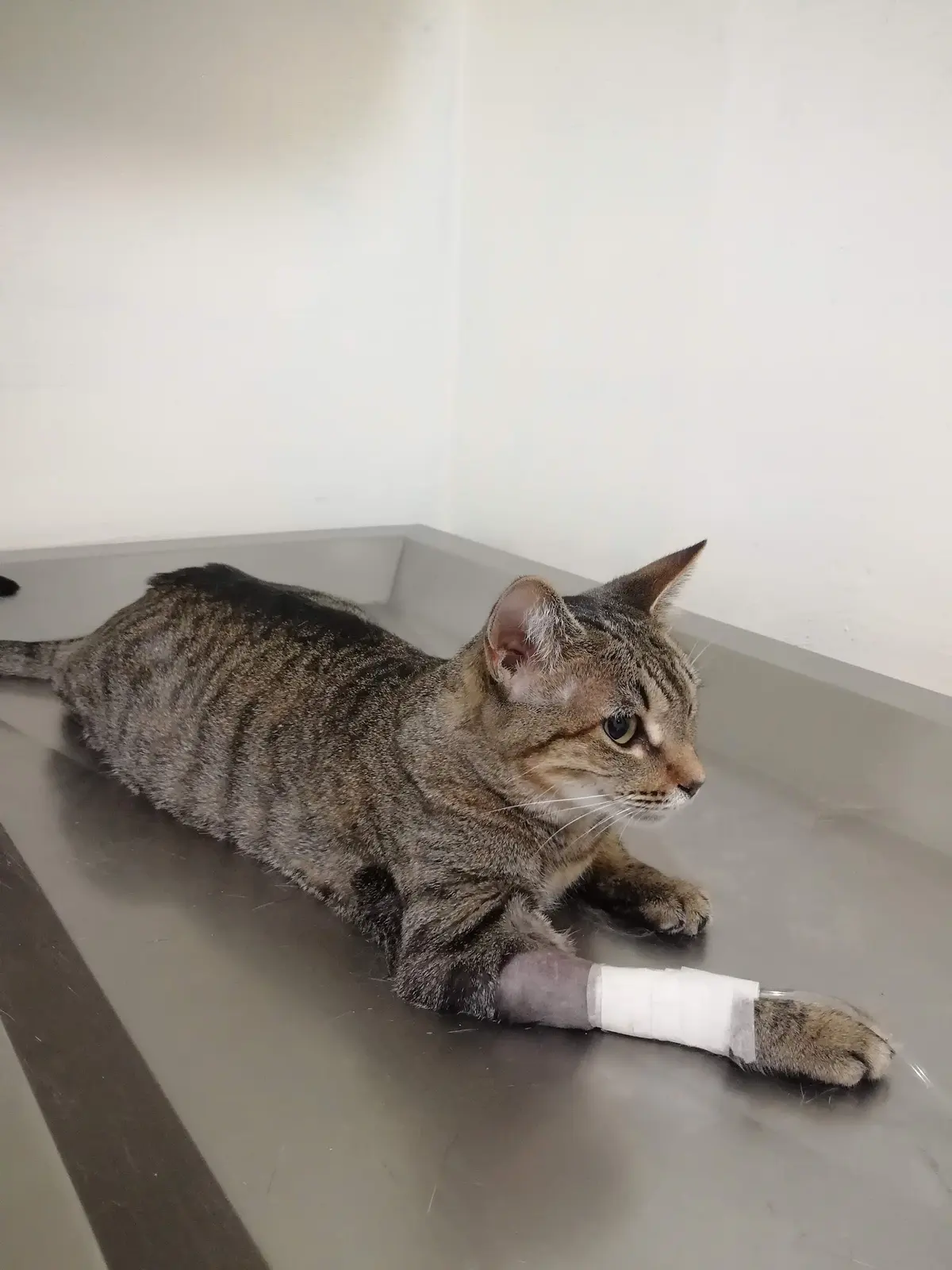 Centro Veterinario los Reyes
