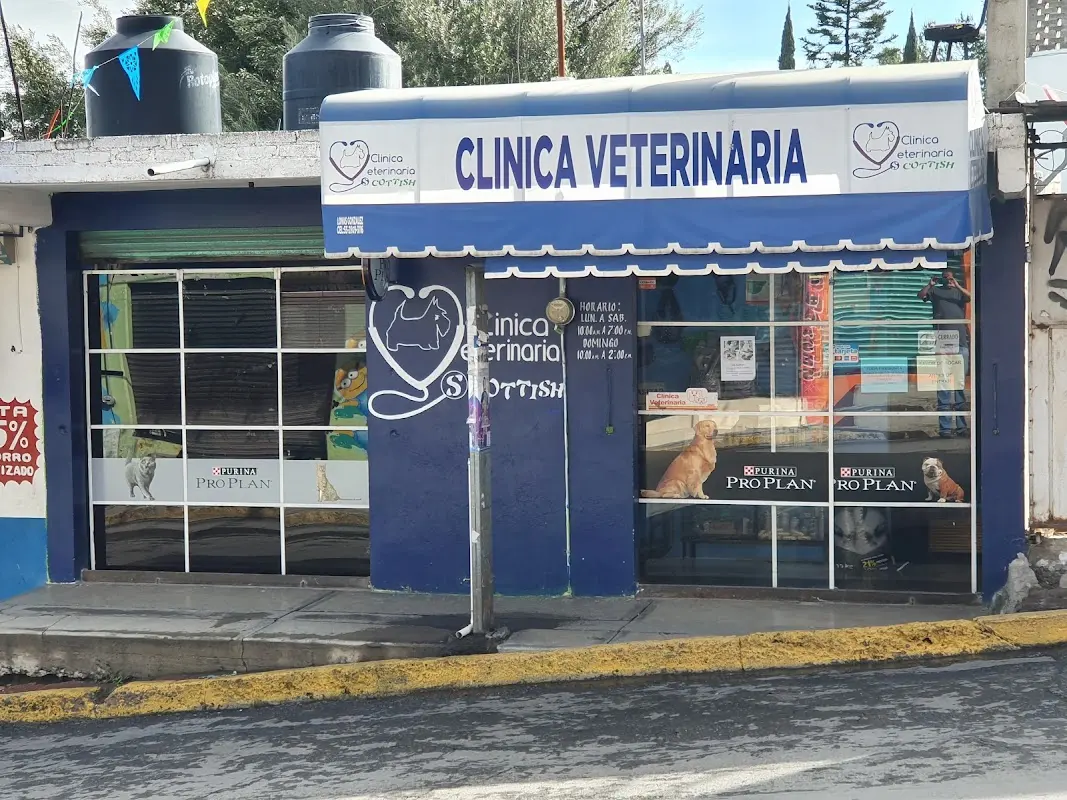 Veterinaria Scottish