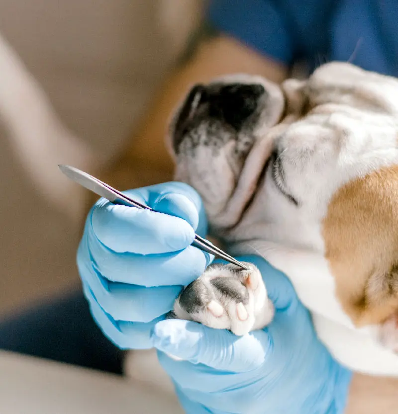 Clínica Veterinaria De Pelos