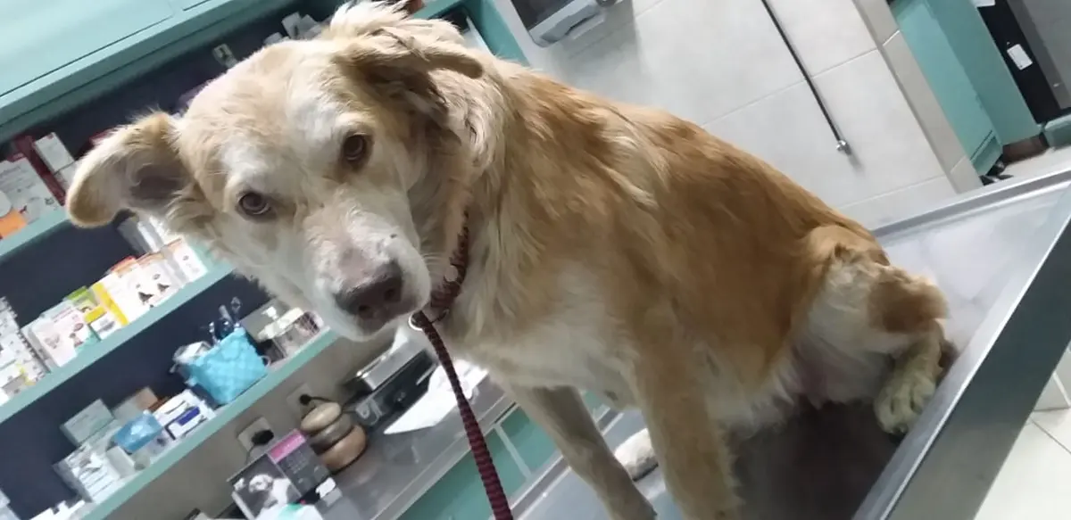 Hospital Veterinario Naucalpan S.c.