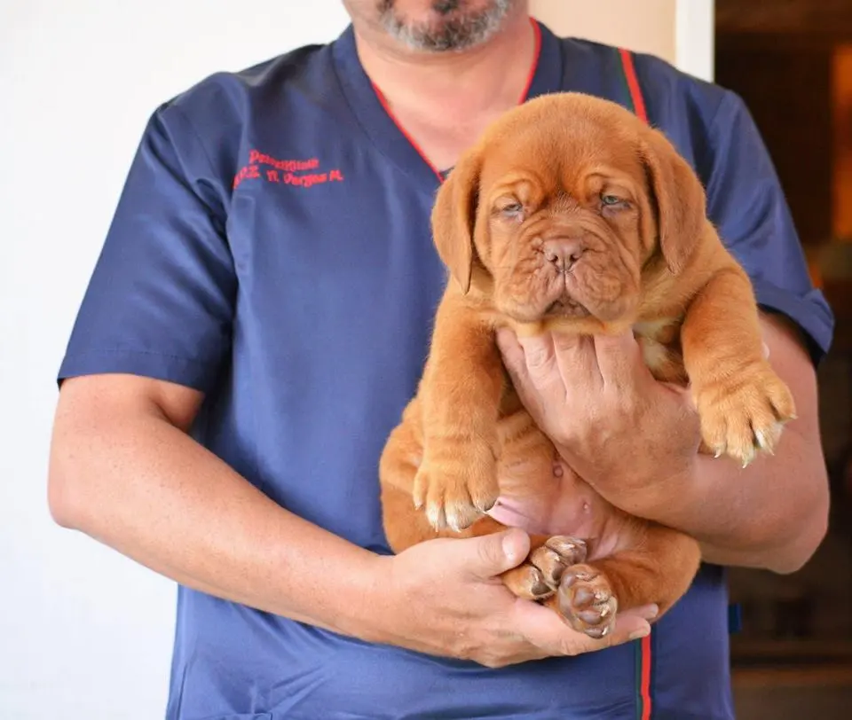Pet Vet KliniK — foto 3 de 3