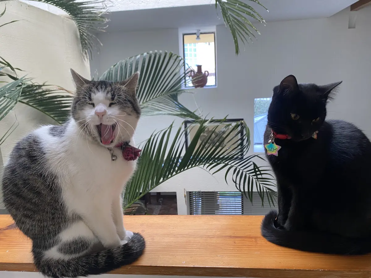 Pet Vet KliniK — foto 2 de 3