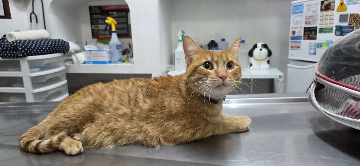 Pet Vet KliniK