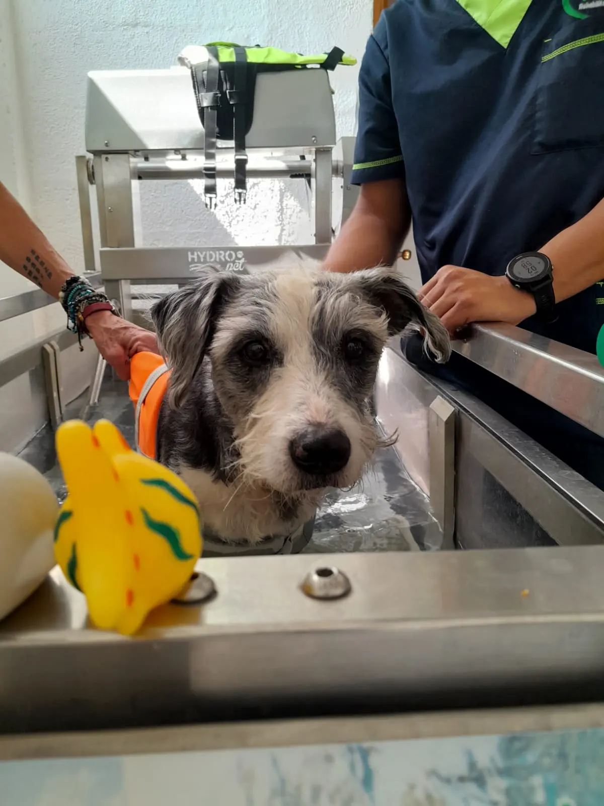 Vetlife Rehabilitacion Veterinaria Echegaray — foto 3 de 4