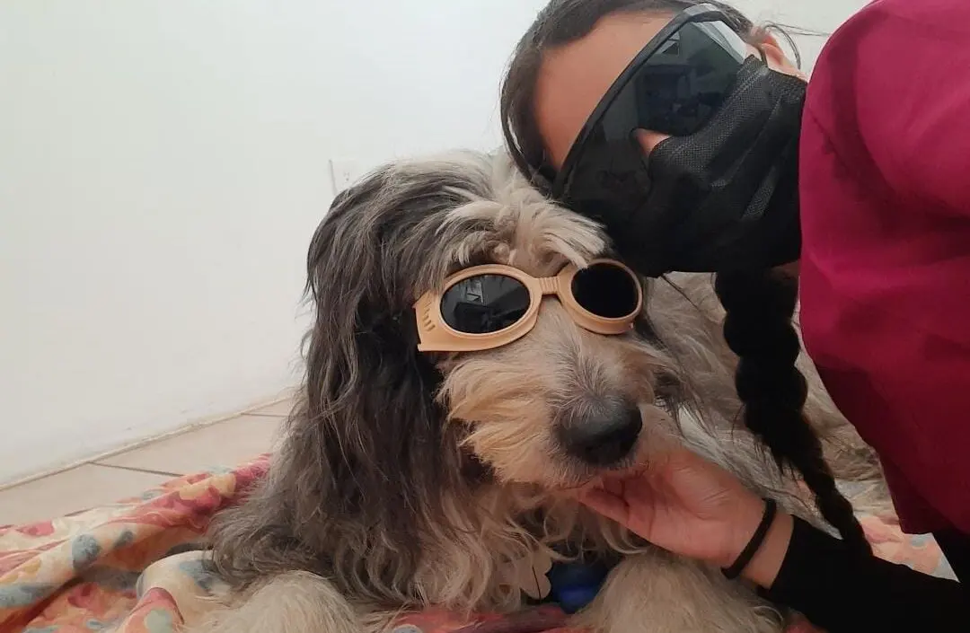Vetlife Rehabilitacion Veterinaria Echegaray