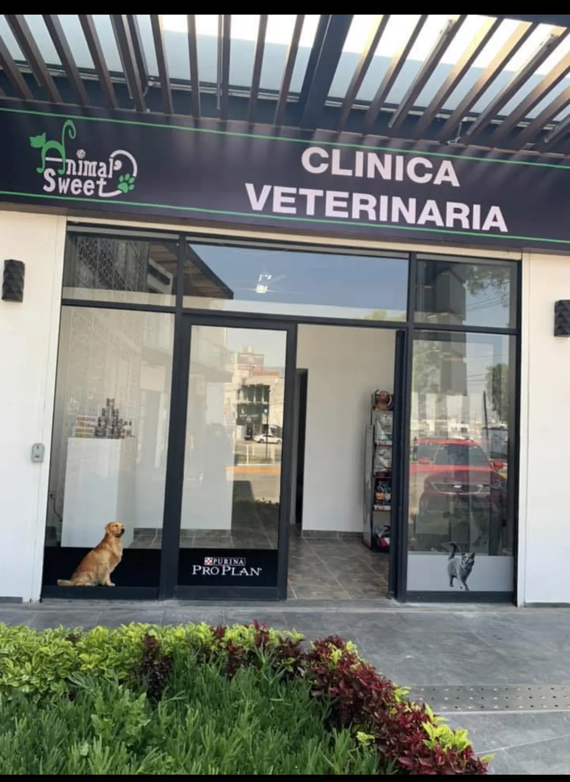 Animal Sweet (Clinica veterinaria & Dog Spa)