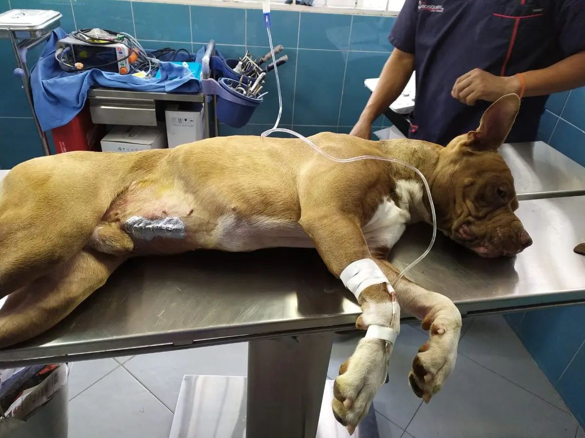 Centro Veterinario Bosques — foto 2 de 3