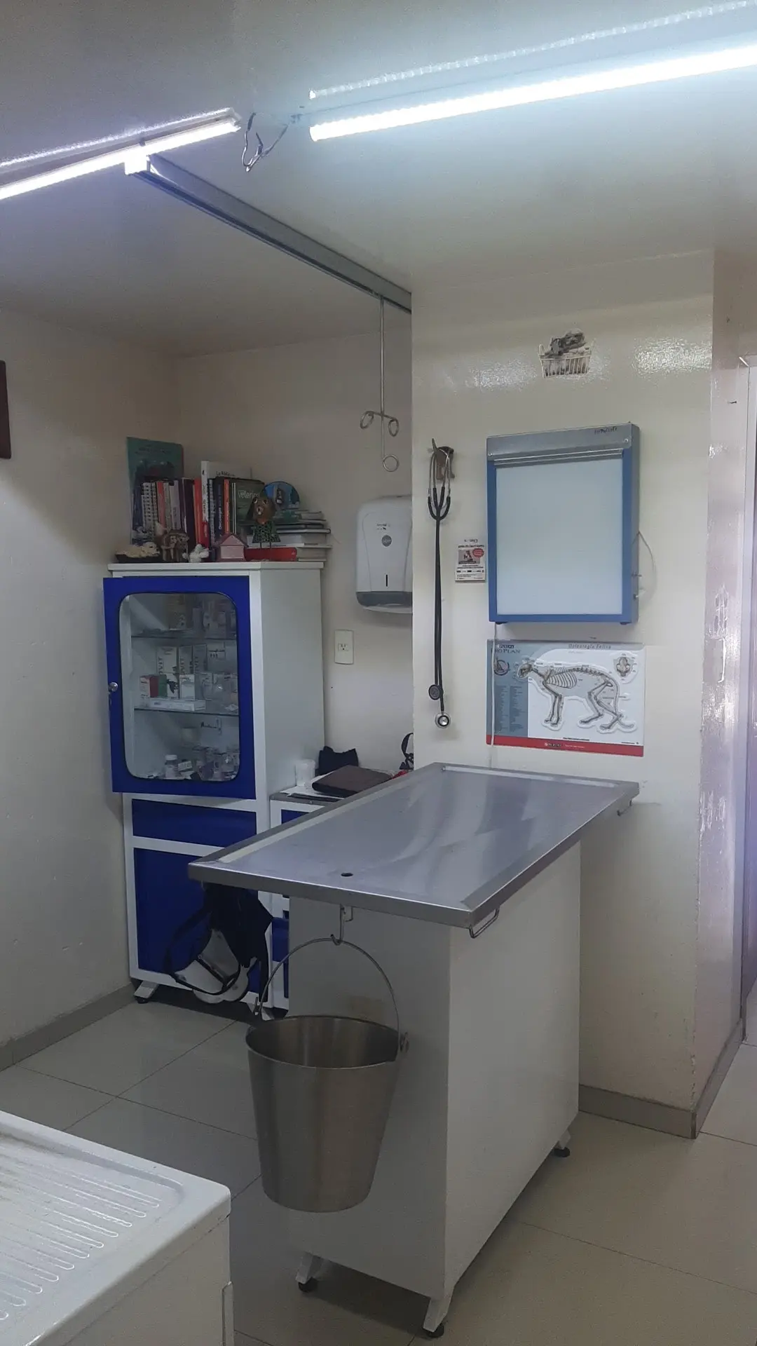 Clinica Veterinaria koalas