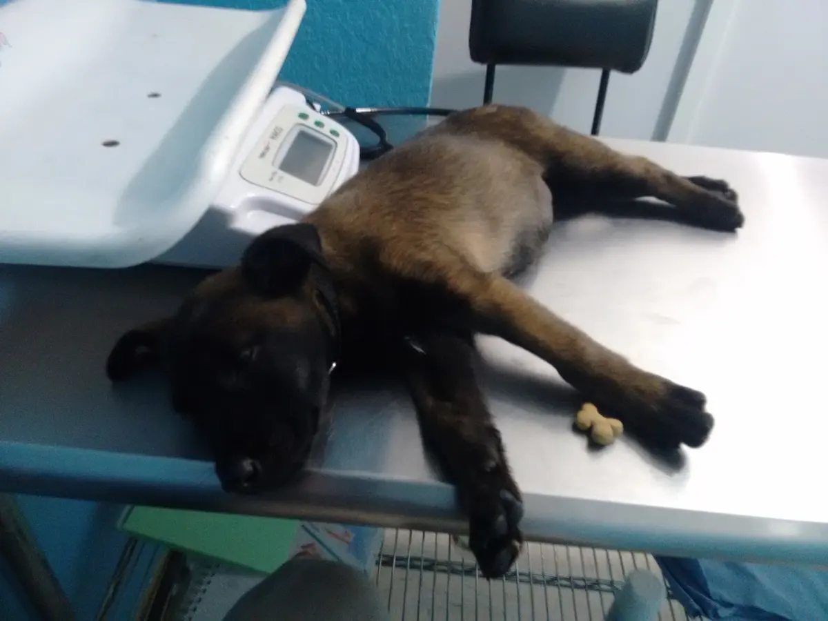 Clinica Veterinaria Tierarzt — foto 2 de 3