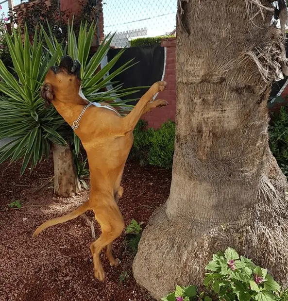 Hotel de Mascotas Ojo de Agua — foto 4 de 4