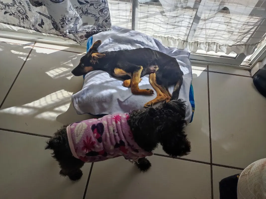 HOSPITAL VETERINARIO MASCOTAS