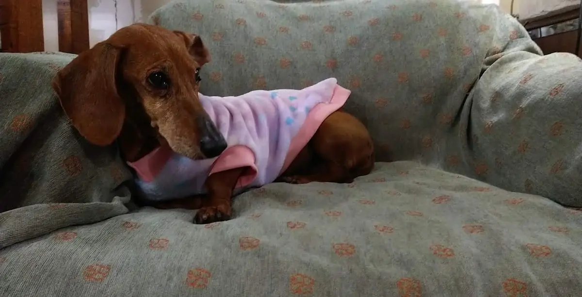 My Little Dog