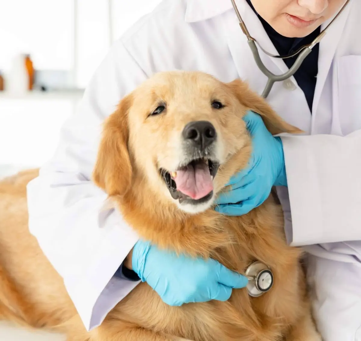 Clínica de Especialidades Veterinarias — foto 4 de 4