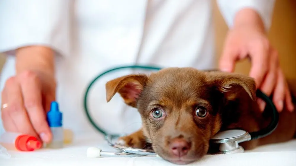 Clínica de Especialidades Veterinarias — foto 2 de 4