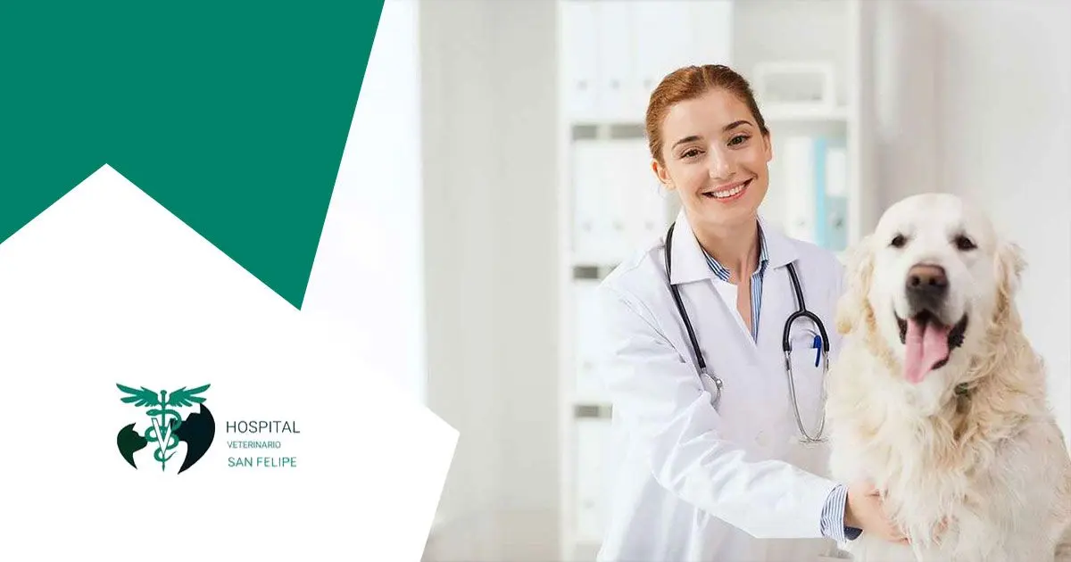 Hospital Veterinario San Felipe