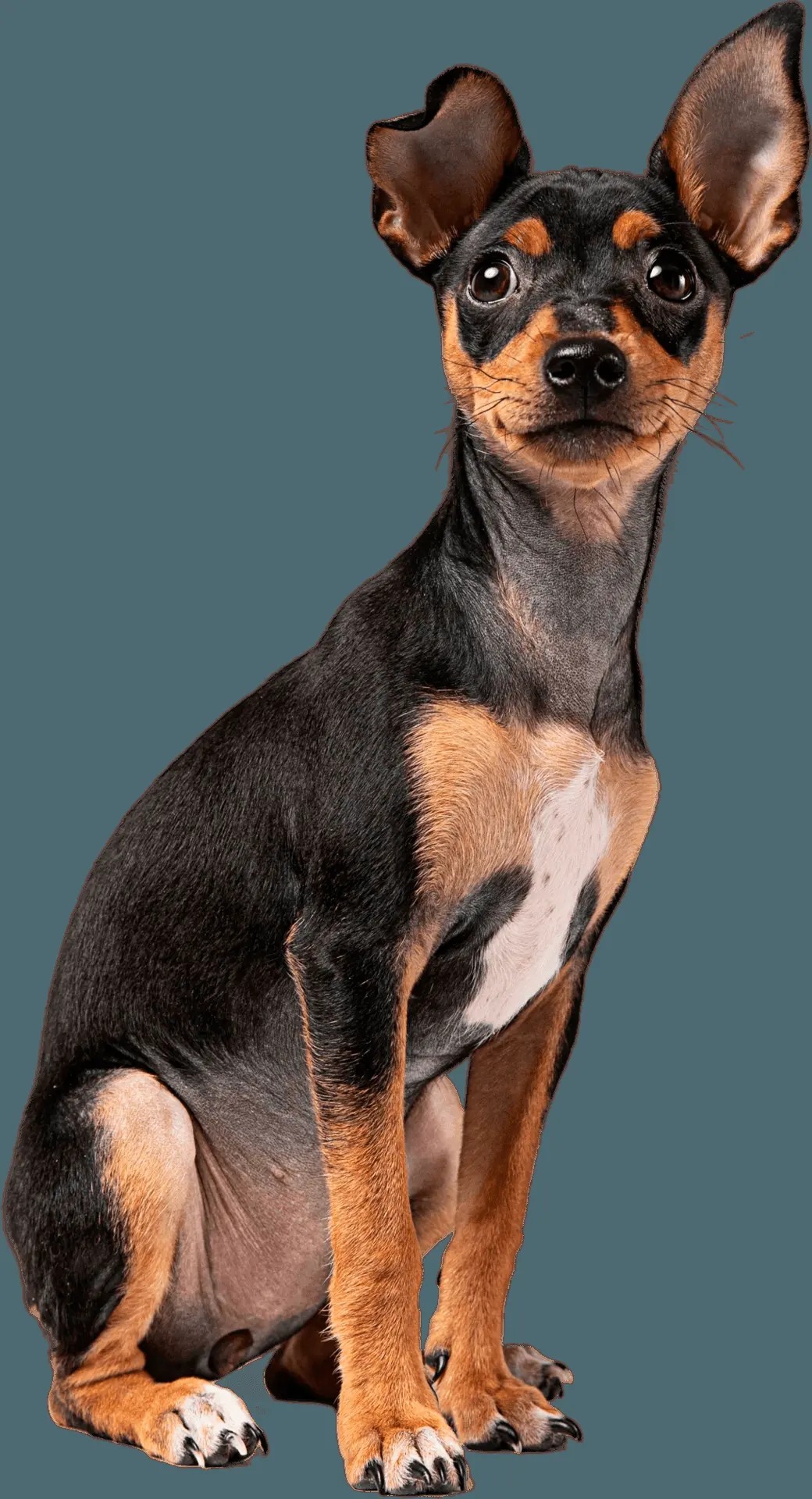PETIT VET & PET SPA | Veterinaria y Estetica Canina 24 Horas en Coacalco