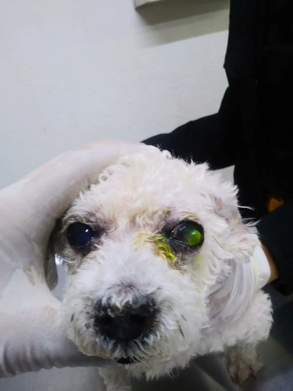 Veterinaria Mariana Dermatología,Oftalmología — foto 2 de 3