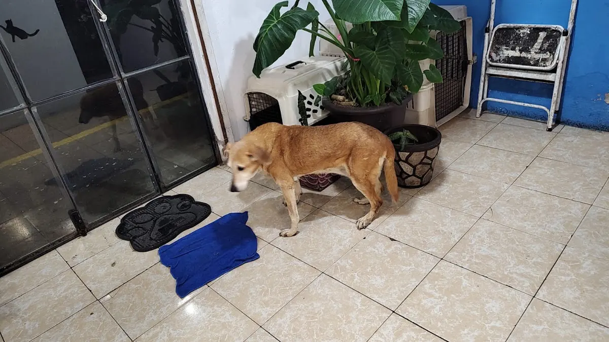 Hospital Veterinario Patitas Emergencias 24 HRS — foto 2 de 2