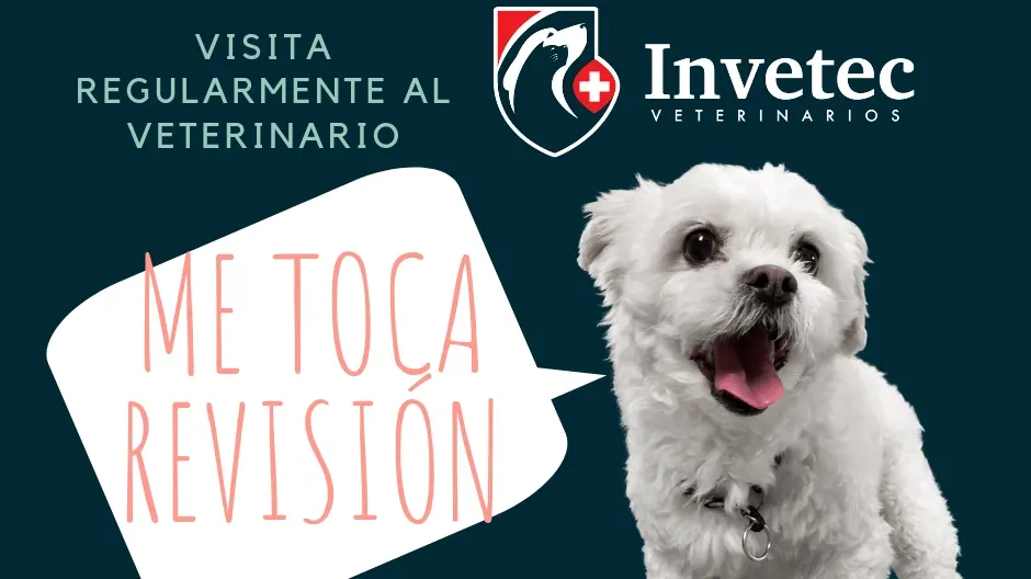 Invetec Veterinarios