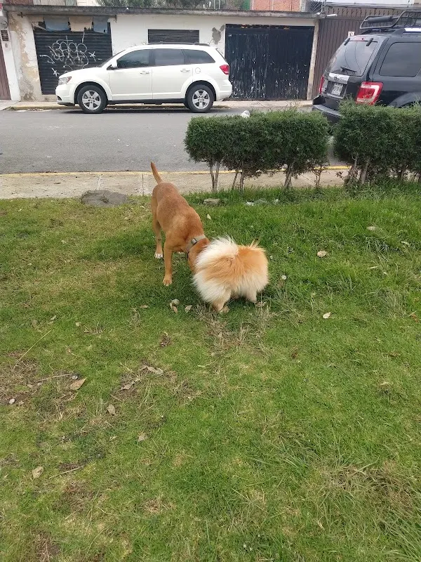 Lymavet Servicios Veterinarios