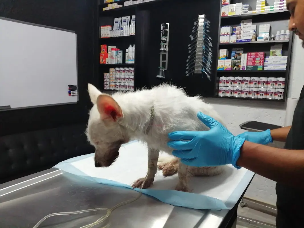 AmbuVet Consultas Veterinarias de Especialidad
