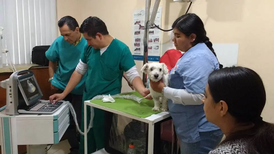 Intermédica Veterinaria Casa Blanca