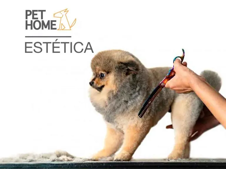 Veterinaria Pet Home Metepec — foto 2 de 5
