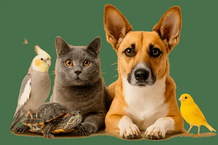 Hospital de Especialidades Veterinarias San Jerónimo