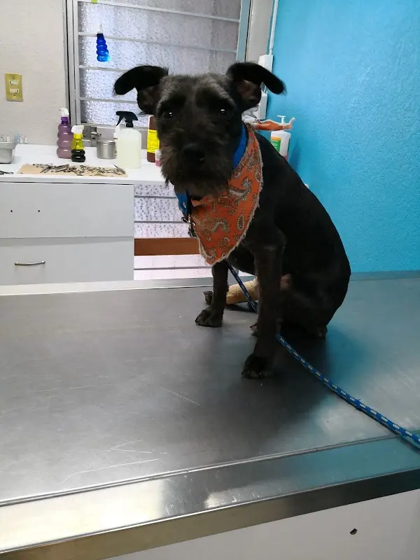 Hospital Veterinario LOVET